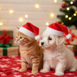 Kitty's Christmas Hat